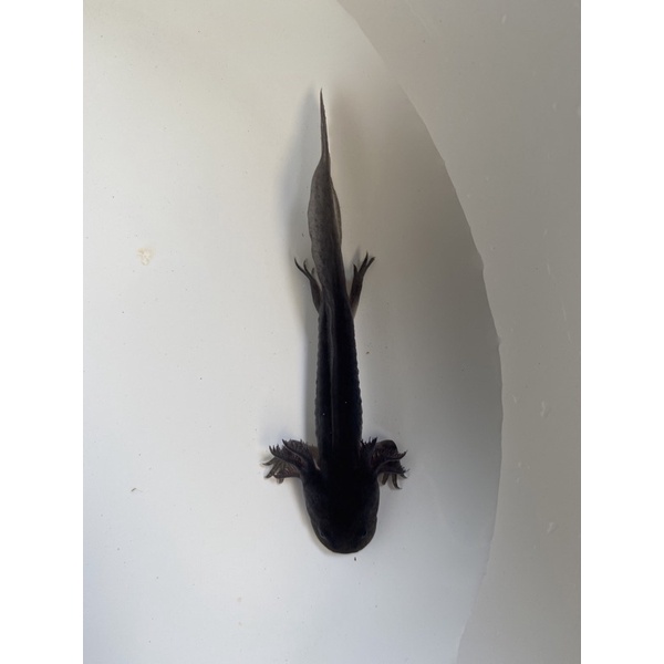 Ikan Salamander Axolotl Hitam Melanistic Exotic Rare