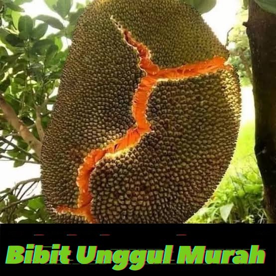 Bibit nangka merah hasil okulasi