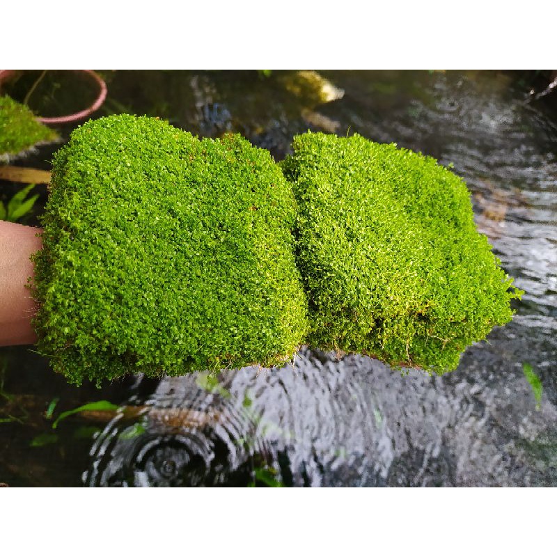 tanaman aquascape monte carlo carpet