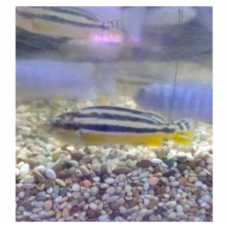 

ikan ciclid niasa