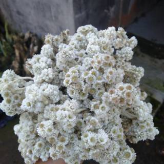  30 Tangkai Bunga  Edelweiss Kering Bunga  Edelweis  