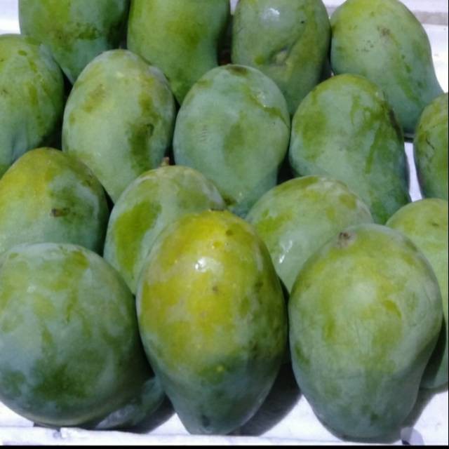 

Buah Mangga Harum Manis 1 Kg Fresh Pasar Online Makassar
