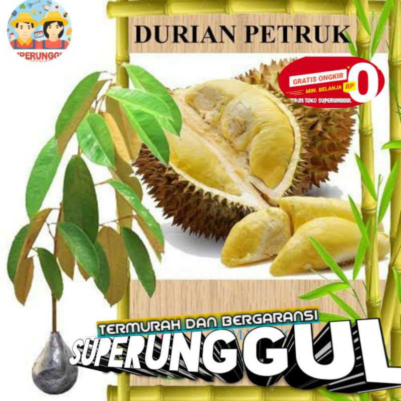 Bibit durian petruk super