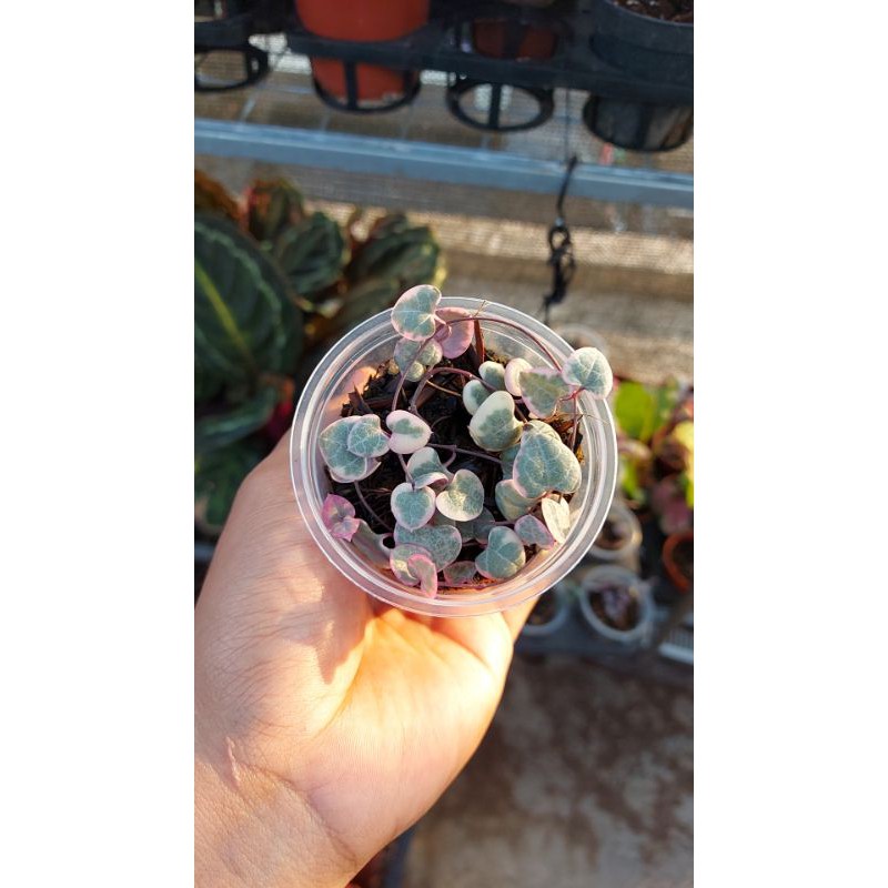string of heart variegata