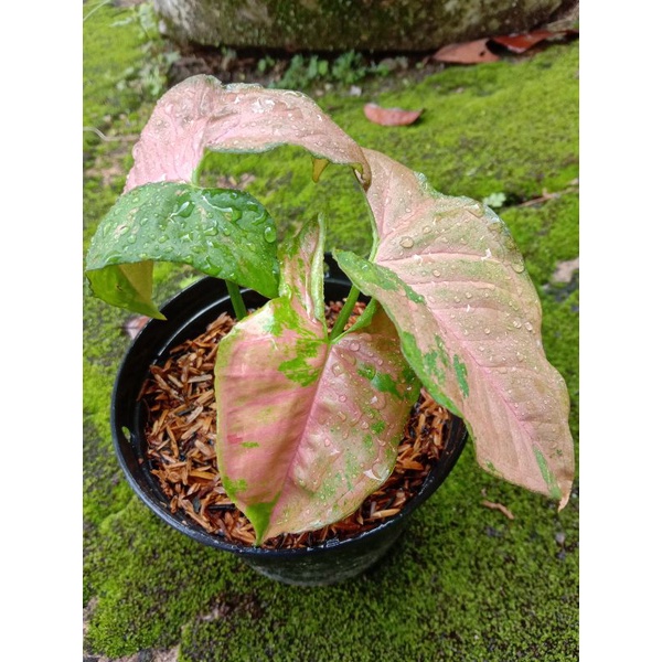 syngonium pink flecked