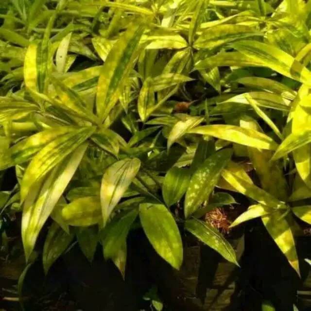 Tanaman hias dracaena golden