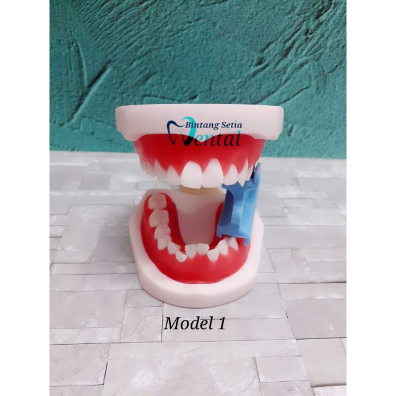 Model Gigi Typodont / model gigi ortho (Free Bubble Wrap)