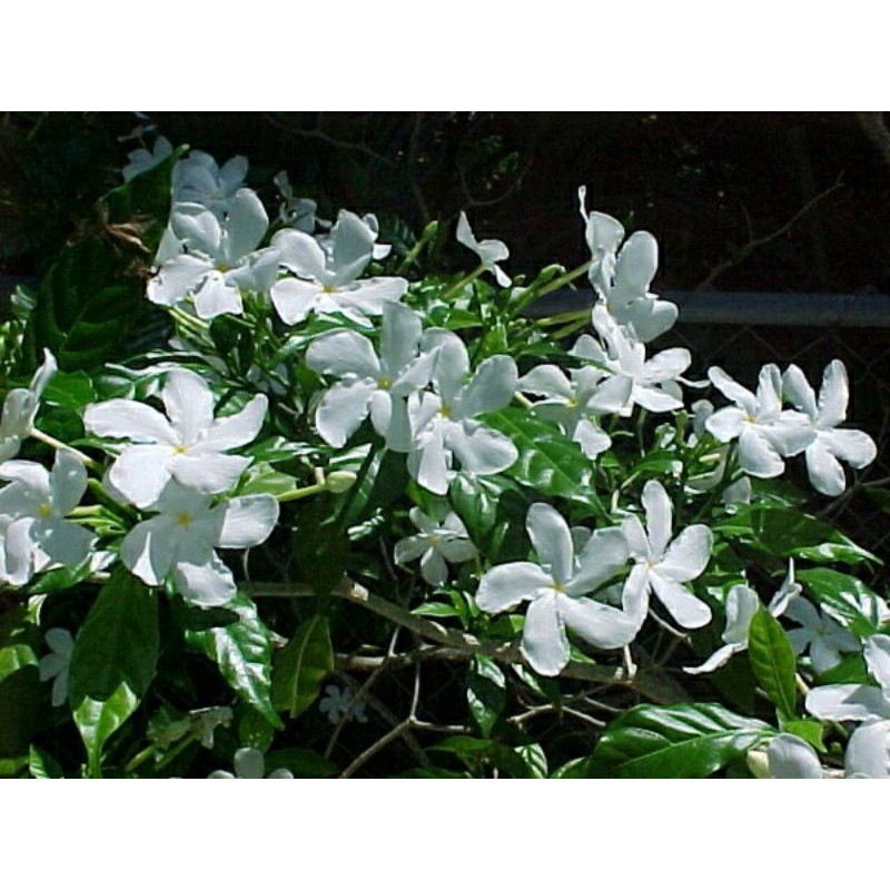 Bibit bunga melati putih