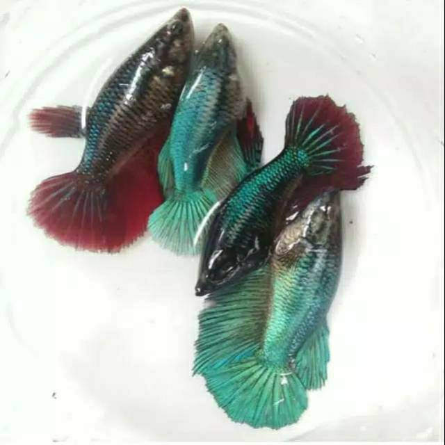 Ikan cupang halfmoon betina 4 ekor