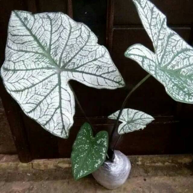 Jual Tanaman Hias Keladi Putih Caladium Shopee Indonesia