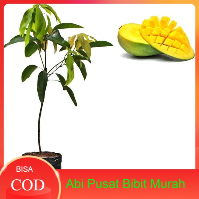 Bibit Mangga Arumanis