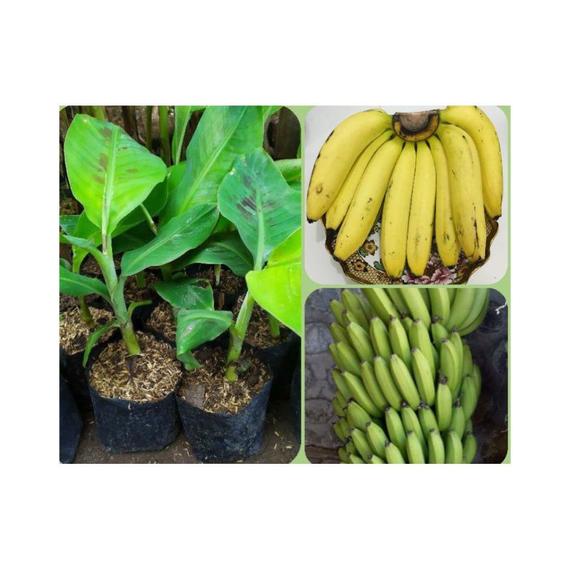 bibit pisang ambon / bibit pohon pisang ambon varietas unggul