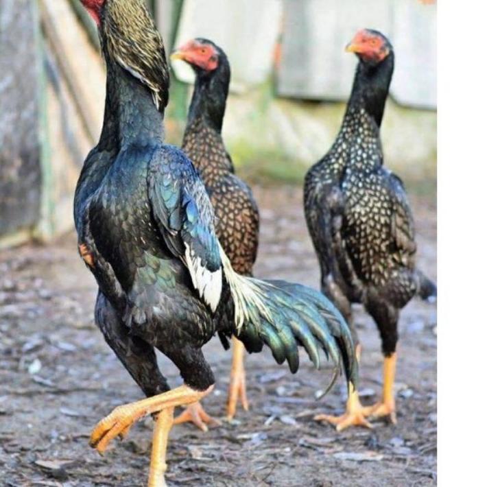 ☄️Shopeng Day TELUR AYAM SHAMO JEPANG IMPORT AYAM PETARUNG BESAR KUAT