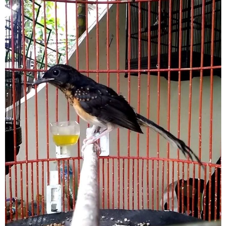 burung murai batu trotol trah prestasi prospek.