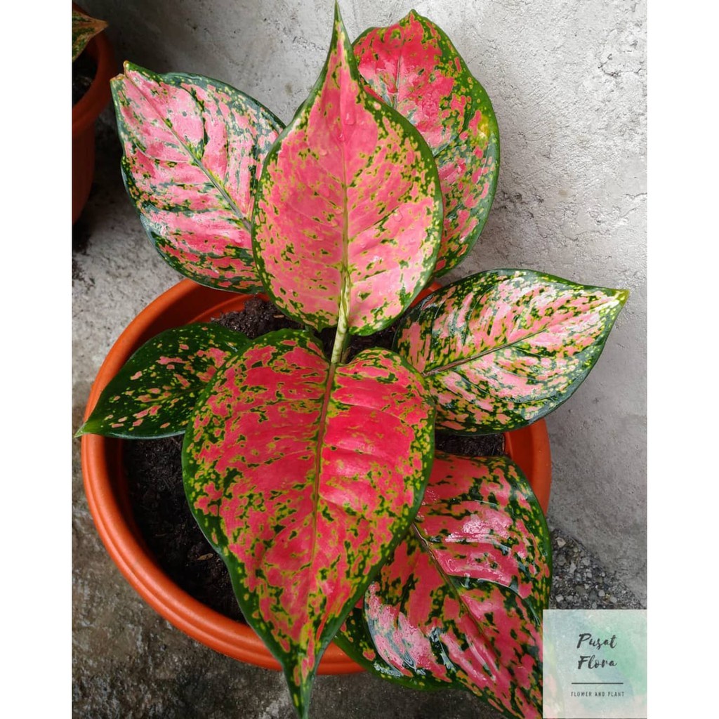 tanaman hias aglonema dut anjamani / pohon aglonema dut anjamani