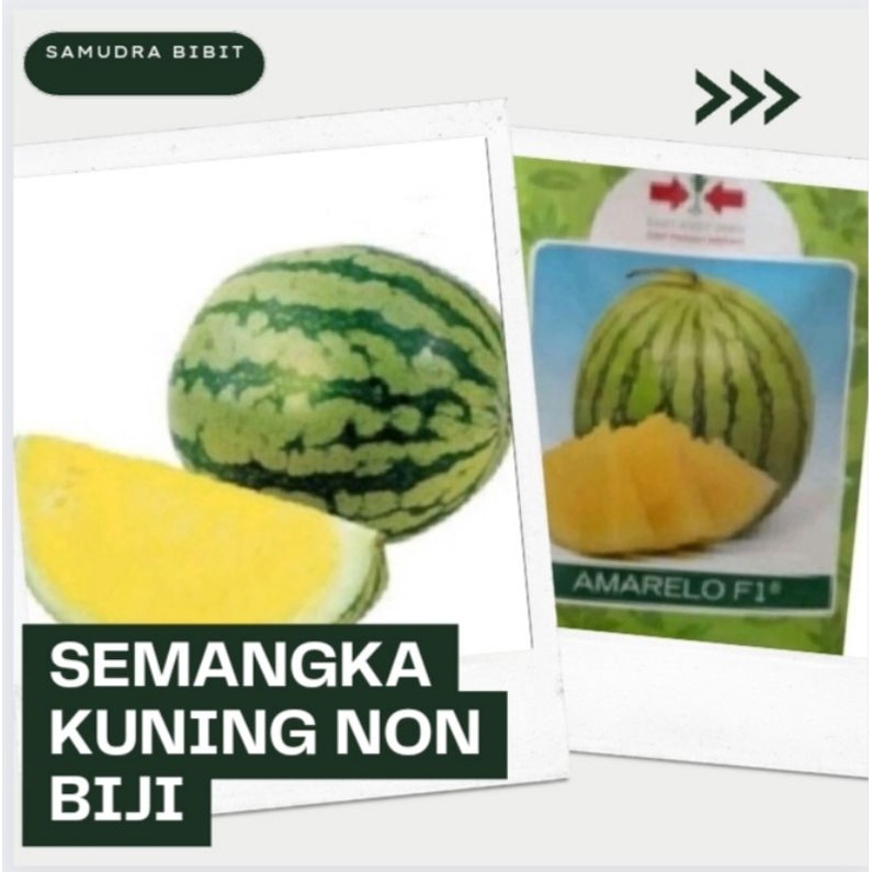 Benih Semangka Kuning Non Biji Hibrida Bibit Buah Semangka Jumbo