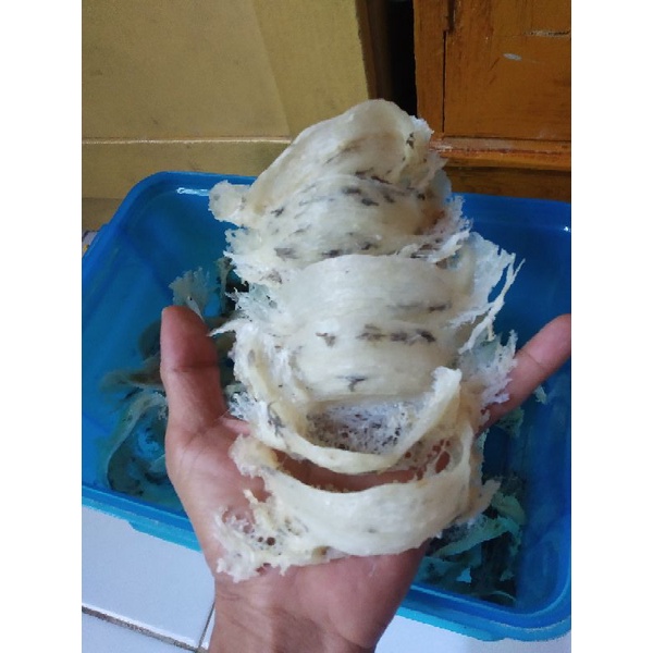 

Sarang walet
