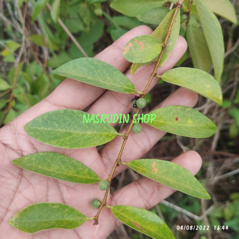 

DAUN KANYERE 1KG SEGAR / KENIDAI / KENDERI LANGSUNG PETIK BRIDELIA TOMENTOSA