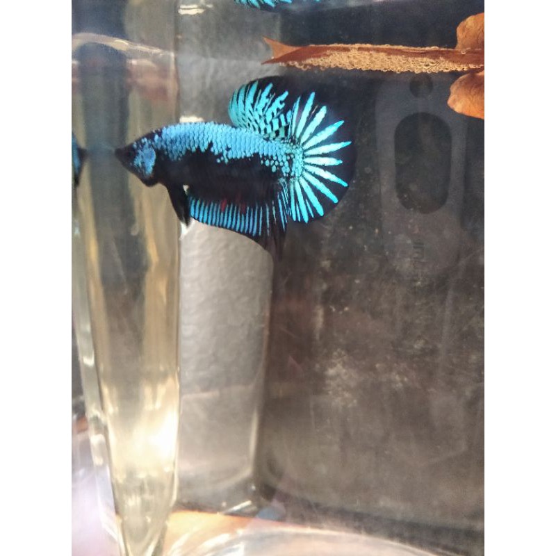 Sepasang Cupang Green Samurai