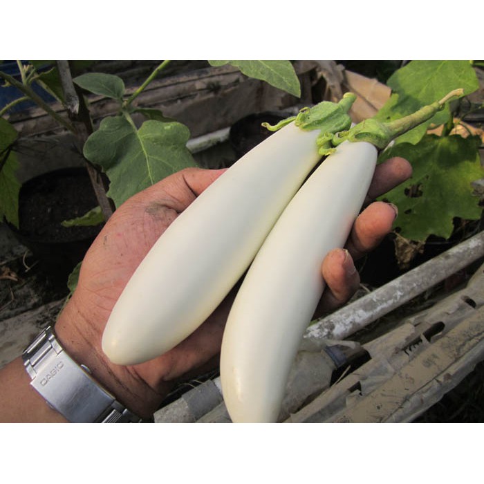 Benih Bibit Biji - Terong Putih Panjang F1 Seeds - Cocok Dataran Rendah sd. Menengah - Panen Dalam 50 Hari - White Long Eggplant Aubergine