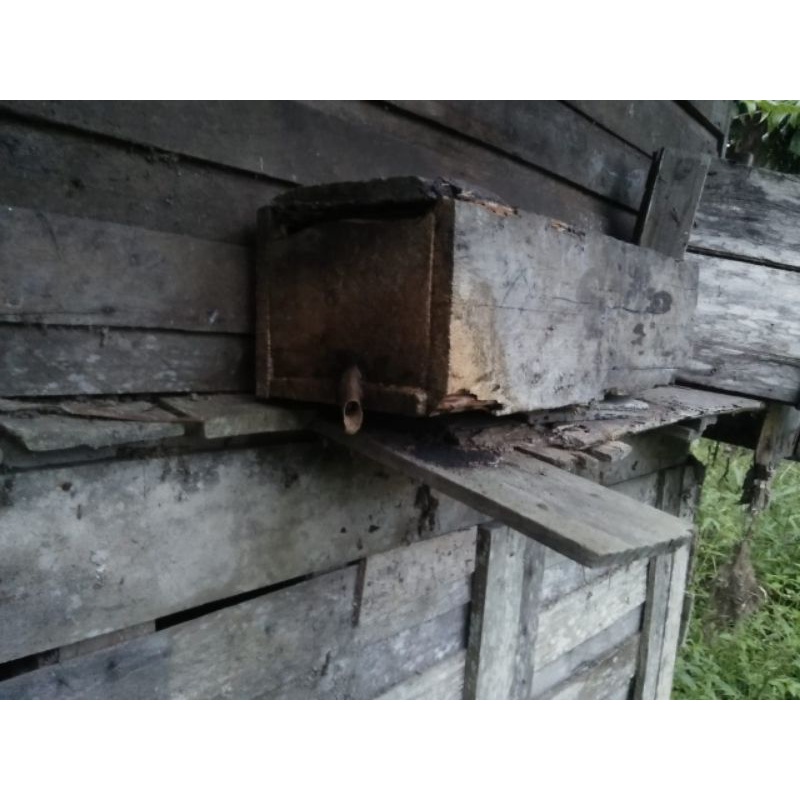 

klanceng trigona hasilkan madu itama heterotrigona itama kelulut atau klanceng bambu penyerbukan bunga buah terbaik