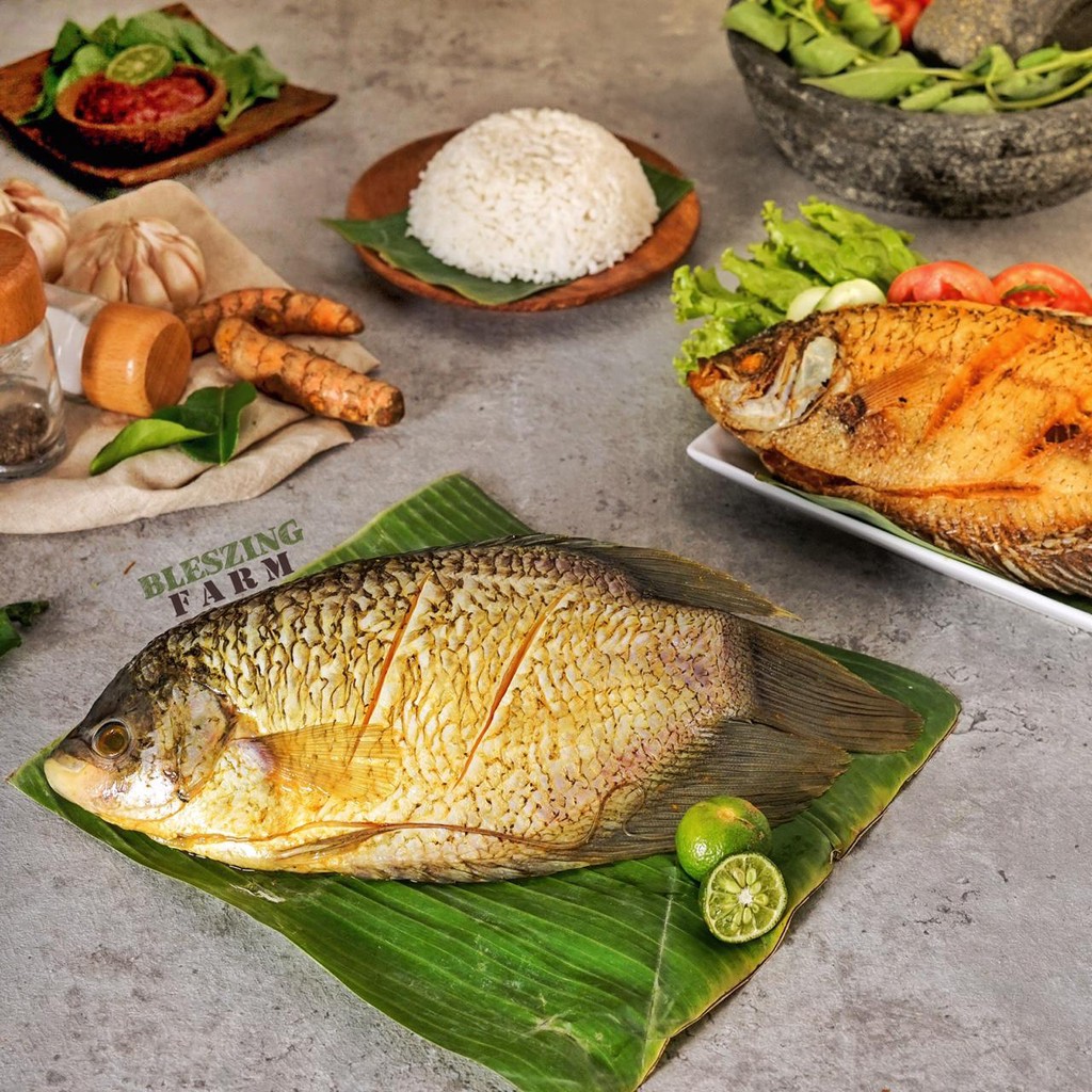 

Ikan Gurame Organik GUEUGA Siap Goreng