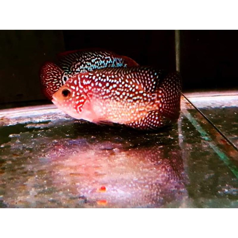 Ikan Louhan Kamfa F3 4-6CM (COD)