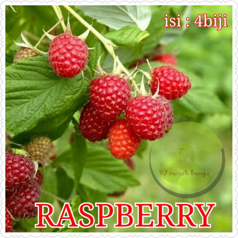 Benih Buah Unggul Raspberi Buah Raspberry