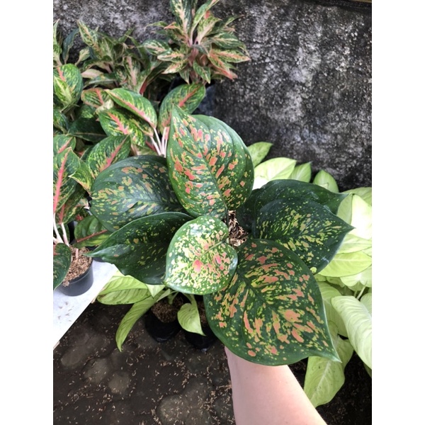 Aglaonema Ruby chiangmay