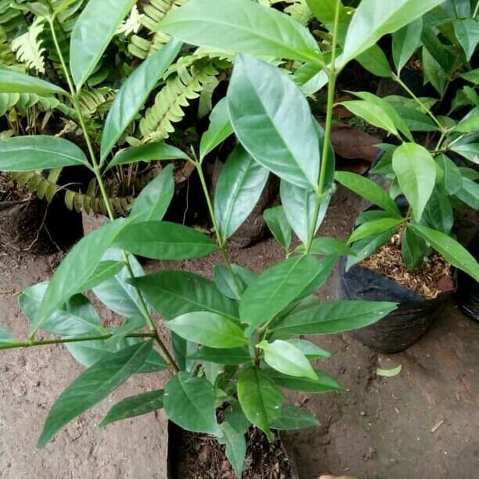 Pohon Salam - Tanaman Pohon Salam - Daun Salam Bumbu