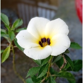 BUNGA YOLANDA / Grosir Yolanda / Tanaman Hias Yolanda / Bibit Bunga Yolanda Cantik Murah