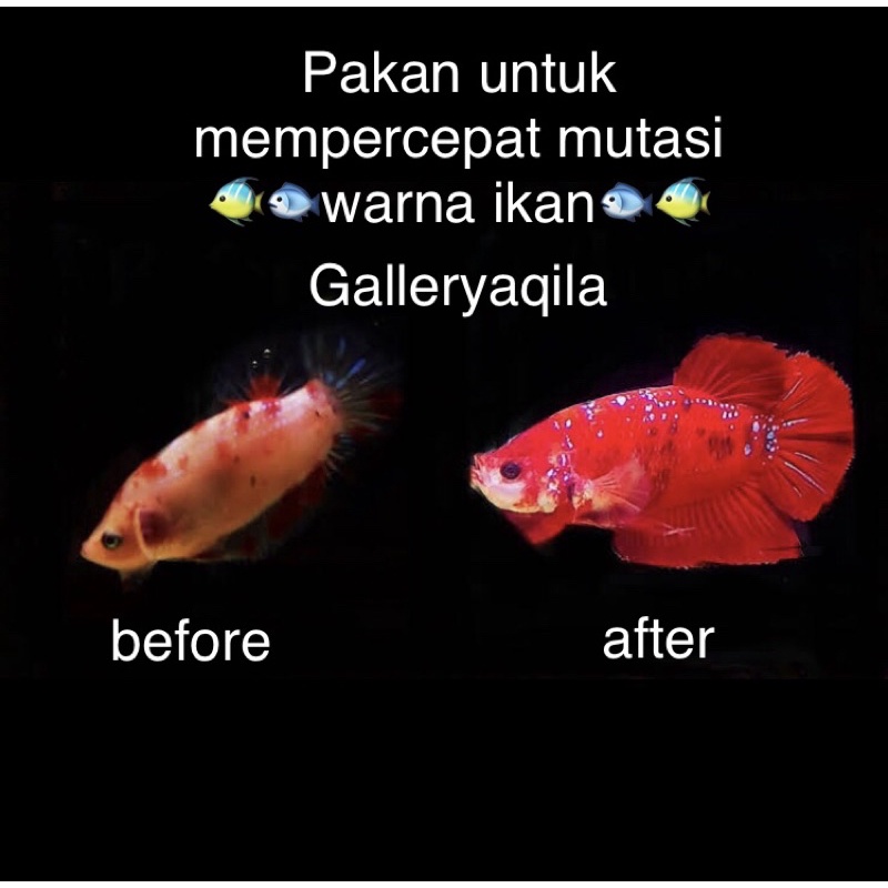 Pakan Agar Cupang Cepat Mutasi Pelet Mutasi Warna Cupang Makanan Ikan Cupang Cepat Mutasi Pelet Menaikan Warna Ikan Cupang Full Block Pakan Menaikan Warna Cupang Shopee Indonesia