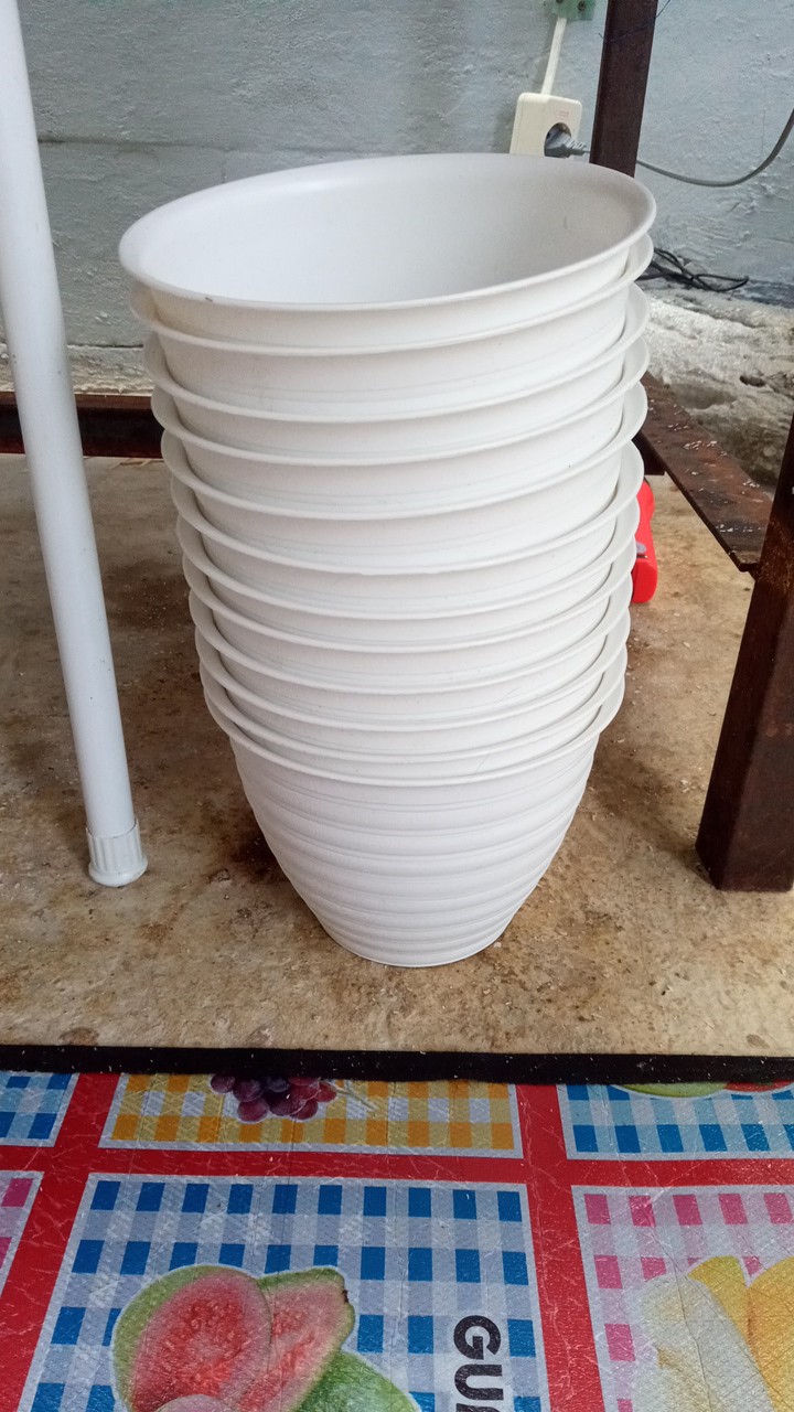 Pot Tawon /pot Nanas 17