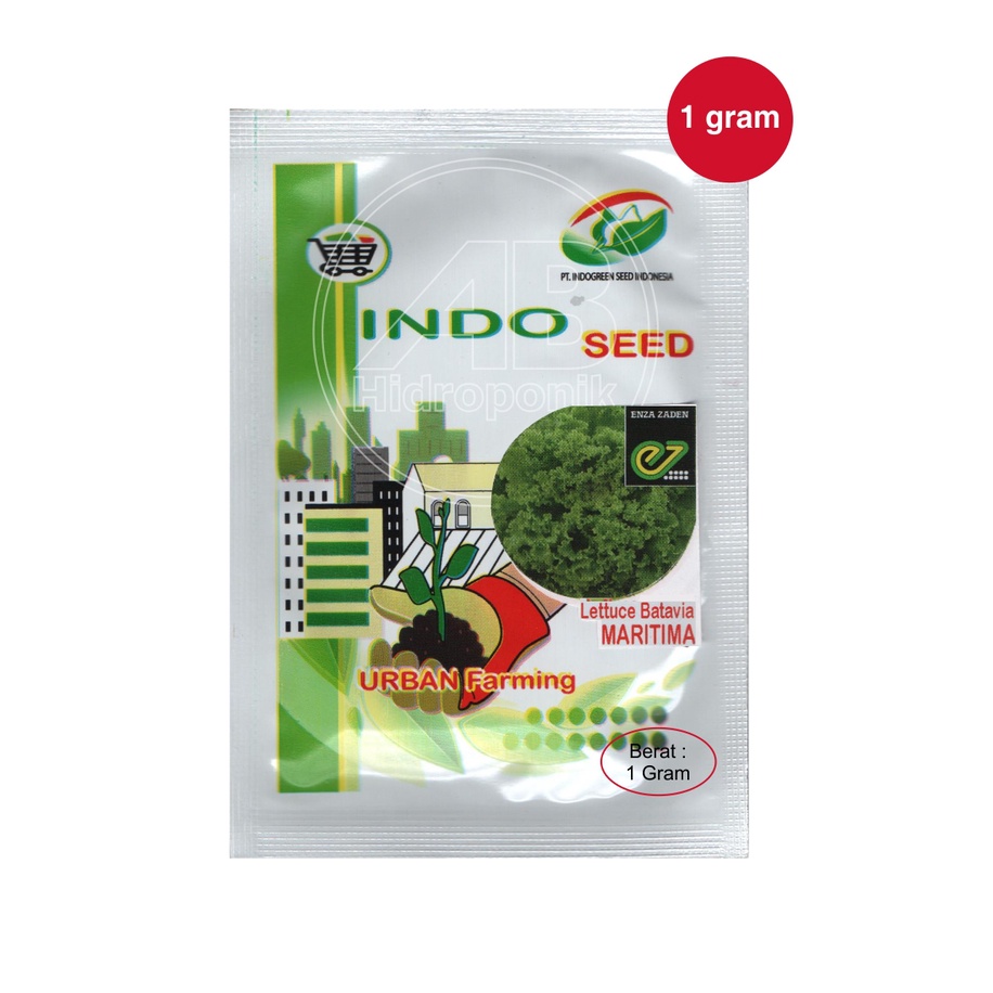 Benih Selada Lettuce Batavia Maritima Enza Zaden Indoseed 1 Gram