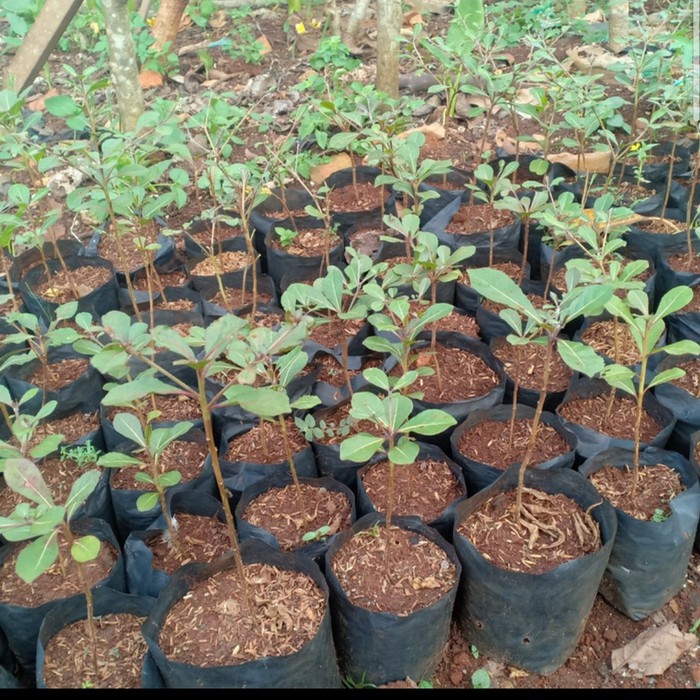 Bibit Pohon Ketapang Kencana - Ketapang Kencana