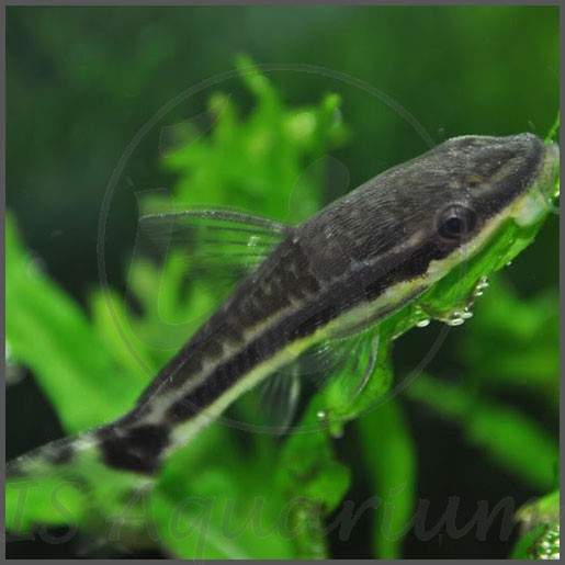Otocinclus Affinis - Algae Eater - Ottocinclus Otto Afinis