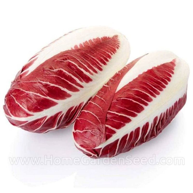 5 BIji benih SAWI MERAH / Benih Radicchio Rossa import premium