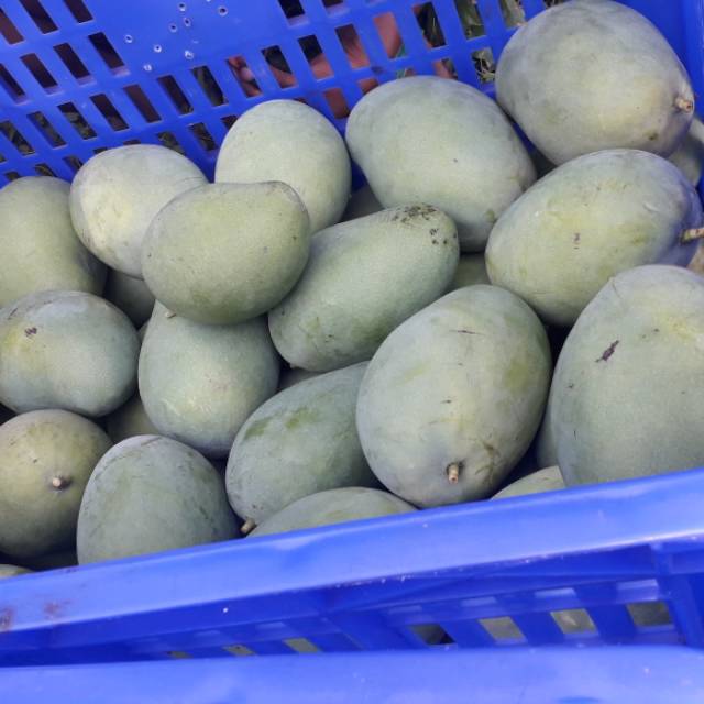 

Mangga Alpukat. Tuah pohon