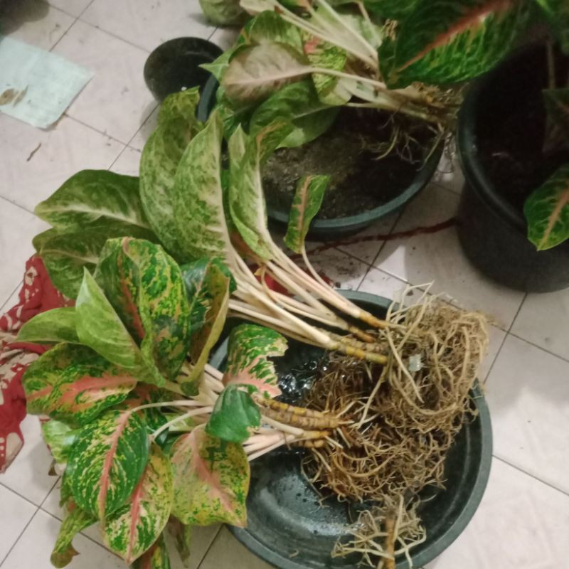 aglonema big papa indukan 5 batang