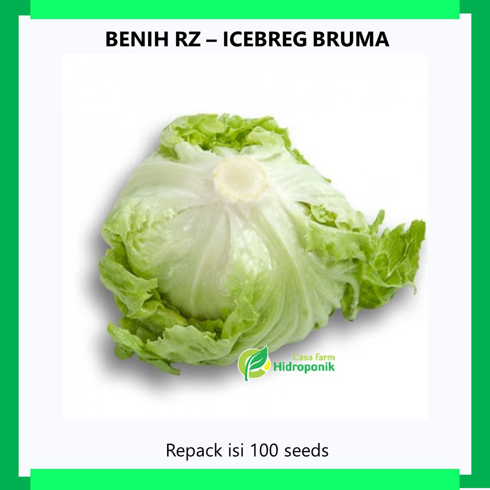 Benih Selada Lettuce Iceberg Bruma Repack 100 Seeds Shopee Indonesia