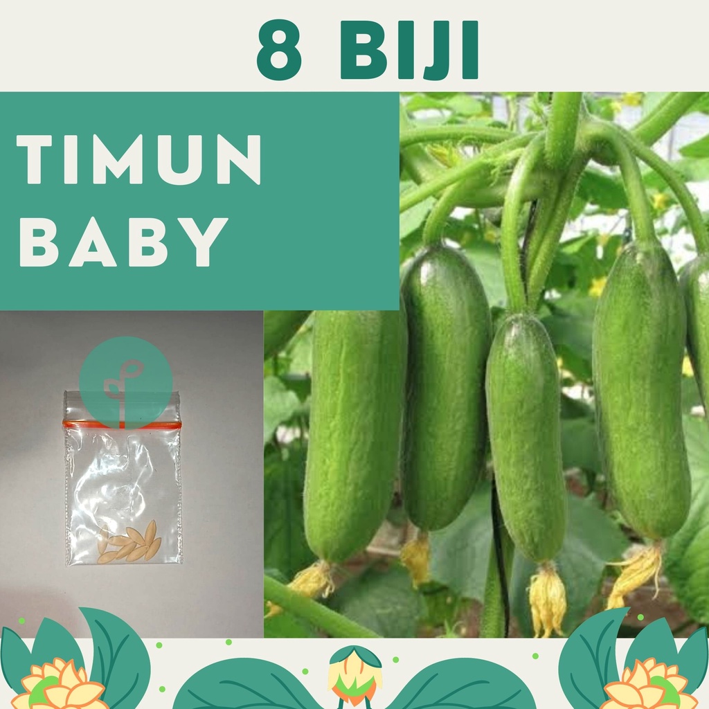 Bibit Sayuran Benih Sayur Paket Lengkap Hidroponik Kangkung Bayam Cabe Sawi Selada Terong Tomat dll-TIMUN BABY