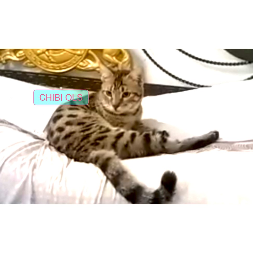 Kucing Bengal, Betina Anak, Cat Female Child, G1