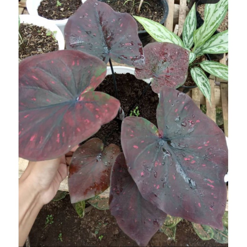 Caladium Dealova