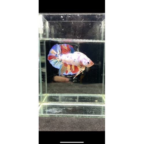 Ikan Cupang Giant candy Multicolour BO 4,5cm up