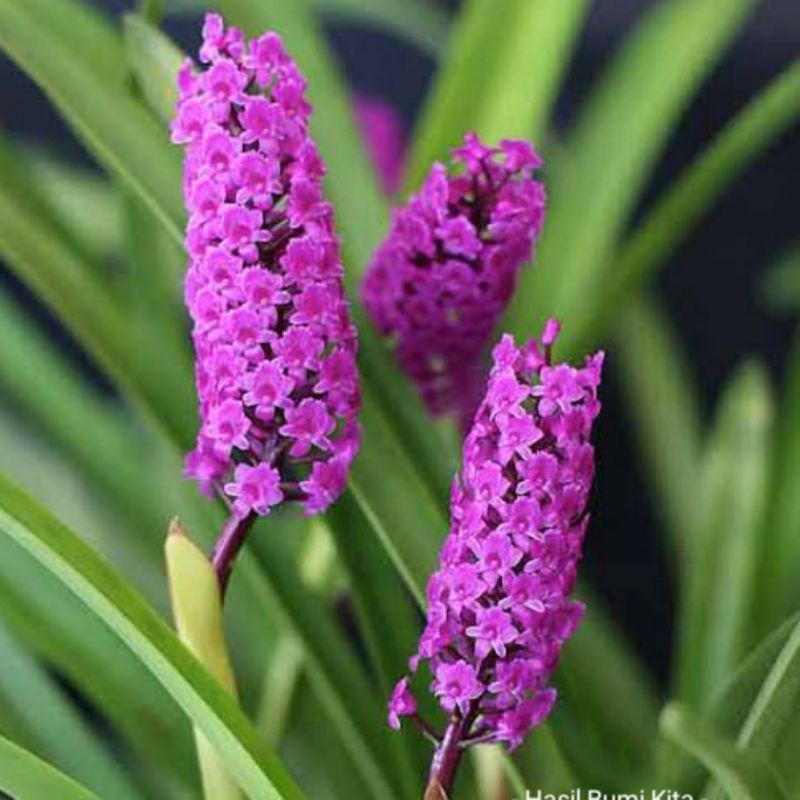 Anggrek Unik Arpophyllum Hutan Sumatera Dewasa Sdh Berbunga Anggrek Mudah dirawat Tahan Panas