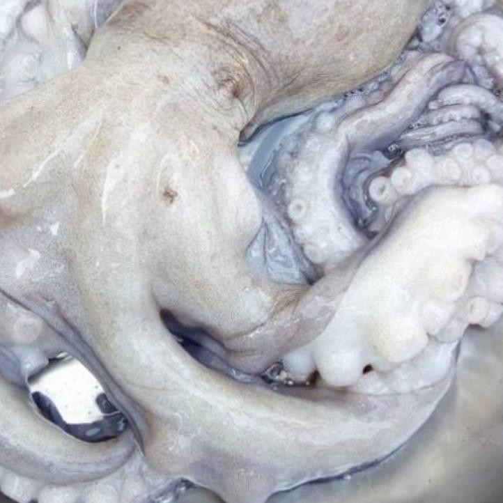 

『Murah』 PROMO 1KG GURITA OCTOPUS FRESH 1KG TAKOLEG CUT BOILED SEAFOOD FROZEN 1KG