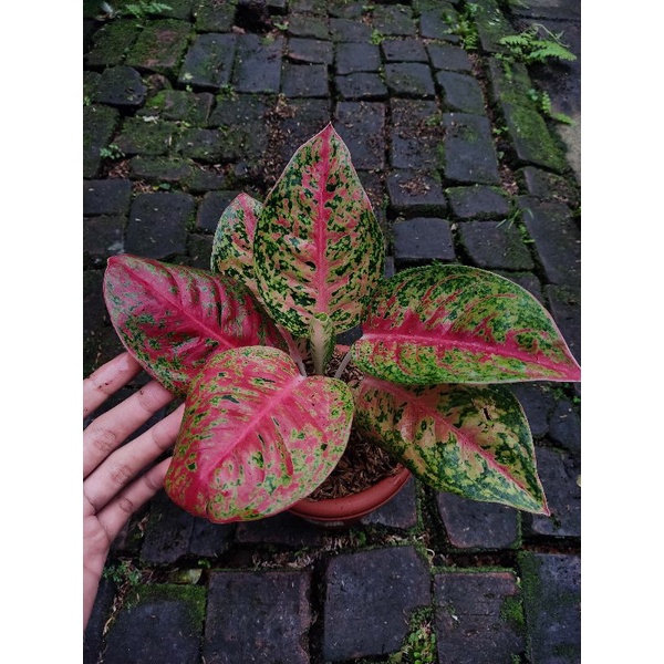 aglonema mahasety tanian lokal murah