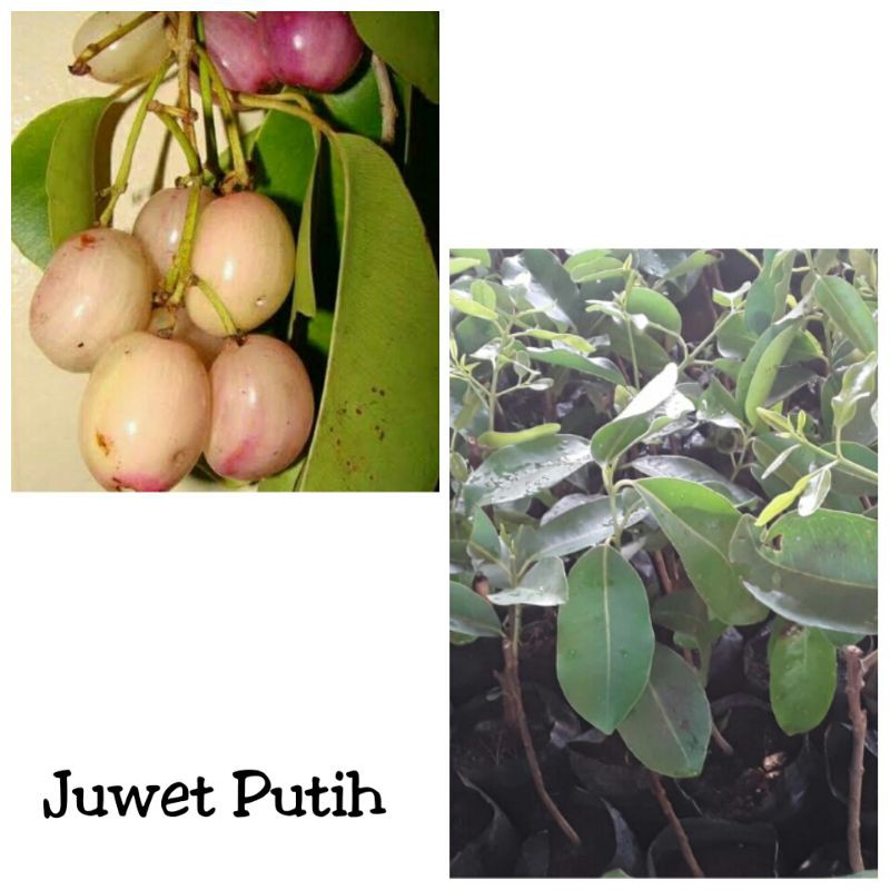 Bibit juwet putih