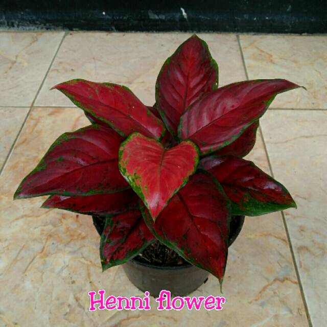 Aglaonema Black maroon