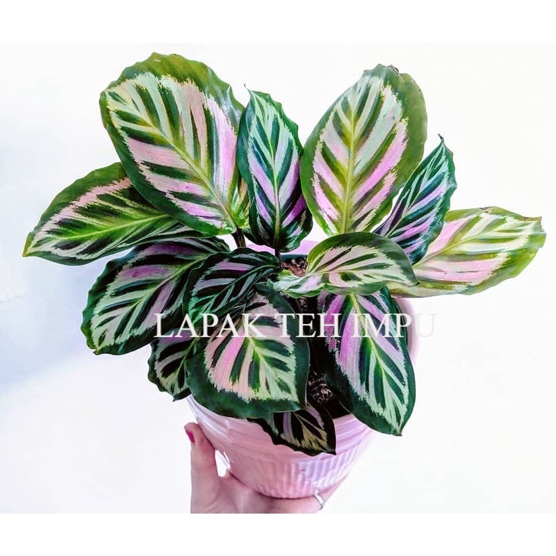 Tanaman Hias Calathea - Bunga Calathea - Calathea Hidup - Tanaman Hias Hidup - Bunga Hidup - Bunga H